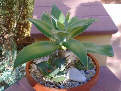 Grup de 4 agave; Agave attenuata
Agave titanota marginata
Agave pumila nana 
Agave pumila cv.
