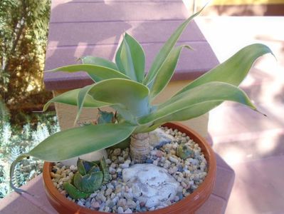 Agave attenuata