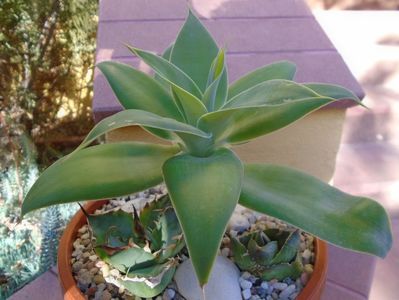 Agave attenuata