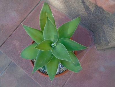 Agave attenuata