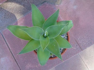 Agave attenuata