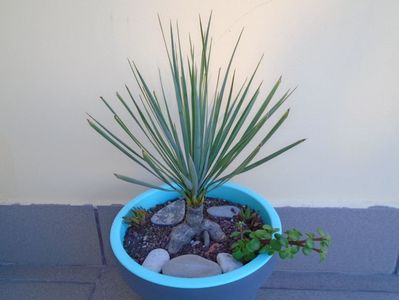 Yucca rostrata