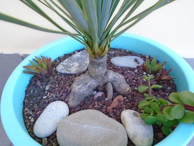 Yucca rostrata