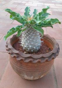 Pachypodium namaquanum