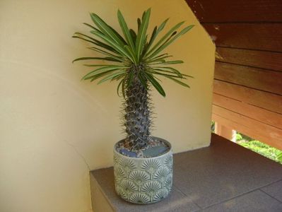 Pachypodium lamerei