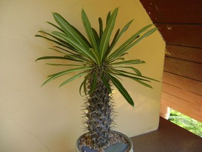 Pachypodium lamerei