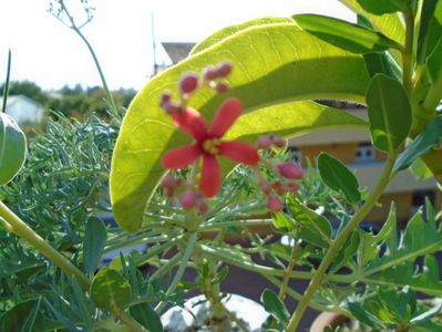 Jatropha berlandieri