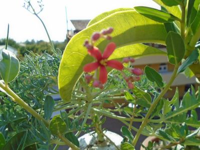 Jatropha berlandieri