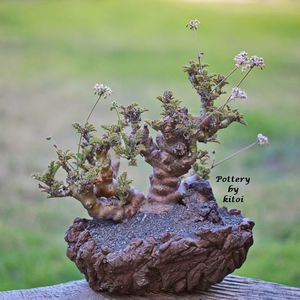 Kitoi: Pelargonium laxum ssp. laxum