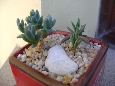 Euphorbia cylindrifolia & Trichodiadema marlothii