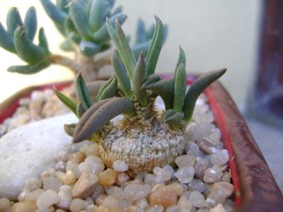 Euphorbia cylindrifolia