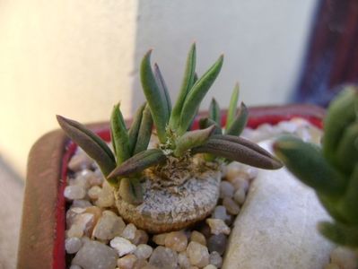 Euphorbia cylindrifolia