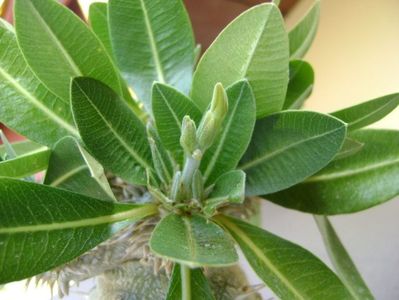 Pachypodium brevicaule