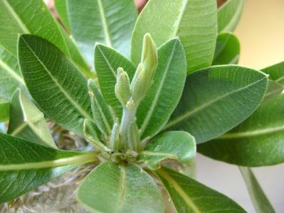 Pachypodium brevicaule