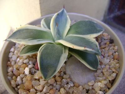 Agave applanata cv. Cream Spike; replantata in 9 sept. 2019
