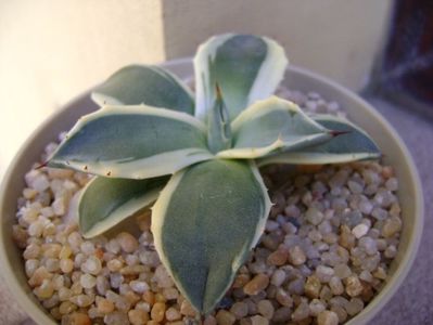 Agave applanata cv. Cream Spike; replantata in 9 sept. 2019
