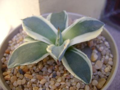 Agave applanata cv. Cream Spike; replantata in 9 sept. 2019
