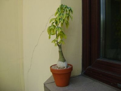 Adenia glauca