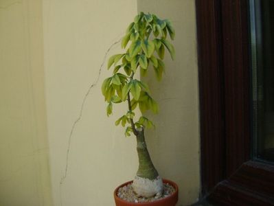 Adenia glauca