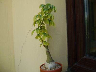 Adenia glauca