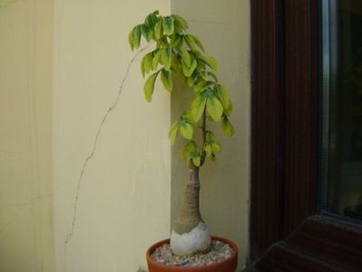 Adenia glauca