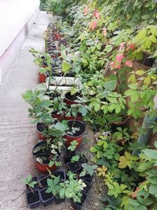 Disponibile acum, diverse plante