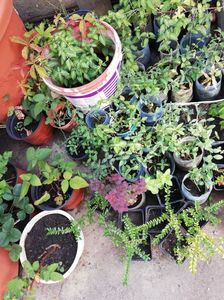 Disponibile acum, diverse plante