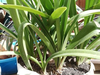 Bulbi Hippeastrum, 10 ron si 12 ron/buc; In fct de dim.
