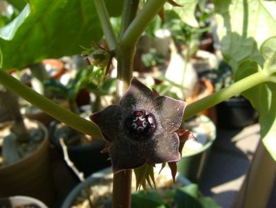 Matelea cyclophylla