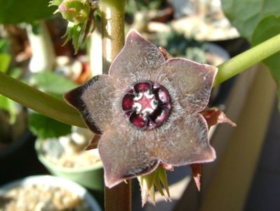 Matelea cyclophylla