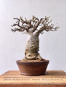 Baobab