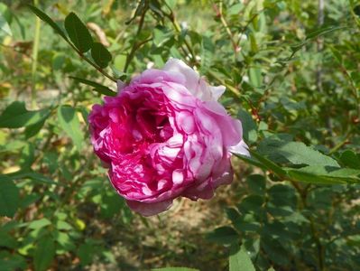 rosa roxburghii Plena