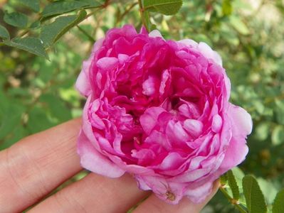 rosa roxburghii Plena