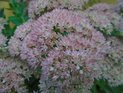 Sedum spectabile