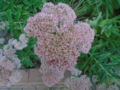 Sedum spectabile