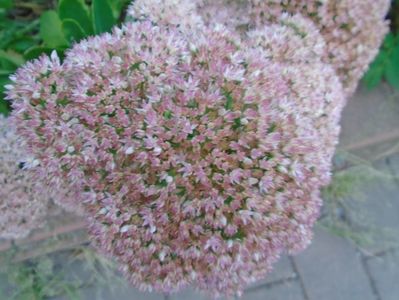 Sedum spectabile