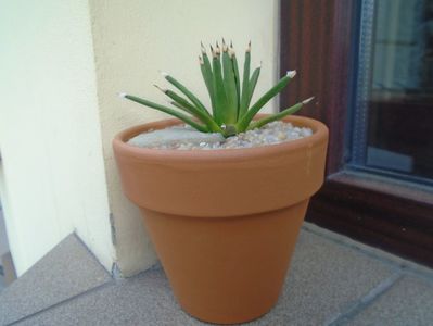 Agave albopilosa; replantata in 22 sept. 2019
