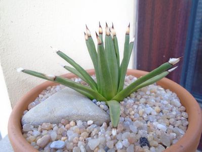 Agave albopilosa; replantata in 22 sept. 2019
