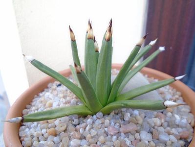 Agave albopilosa; replantata in 22 sept. 2019
