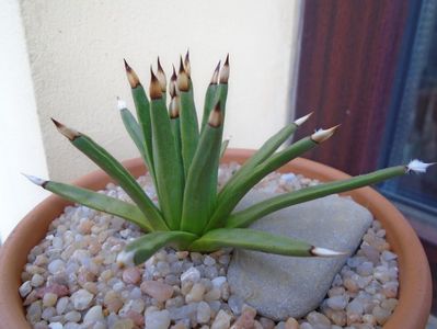 Agave albopilosa; replantata in 22 sept. 2019
