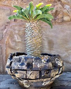 Mark Follon: Pachypodium namaquanum