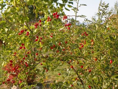 rosa canina