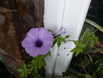 ipomoea cairica