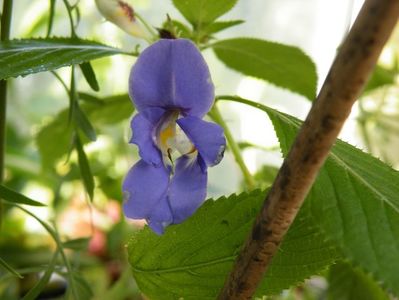 impatiens namchabarwensis