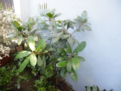 ficus cyathistipula