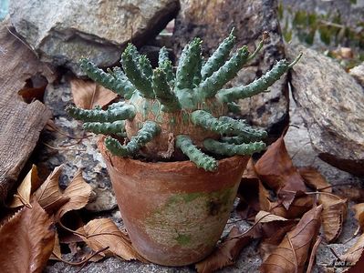 Euphorbia fusca