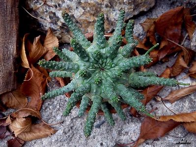 Euphorbia fusca