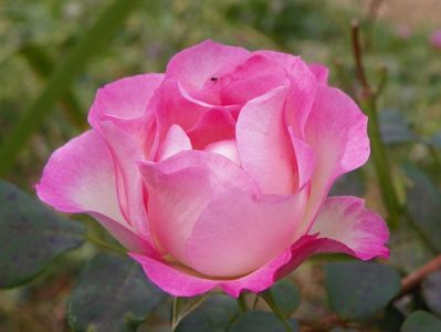 Bordure Rose