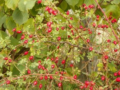 rosa rubiginosa