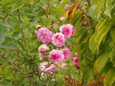 Pink Ghislaine de Feligonde